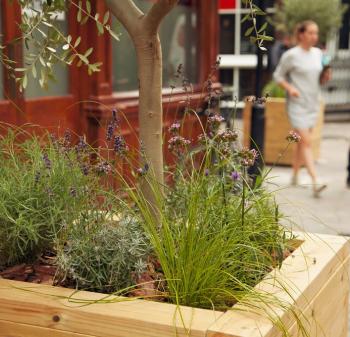 Tree planter on Charlotte Road